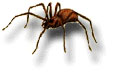 spider_brownrecluse
